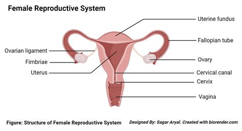 Parts Of The Female Reproductive System Diagram