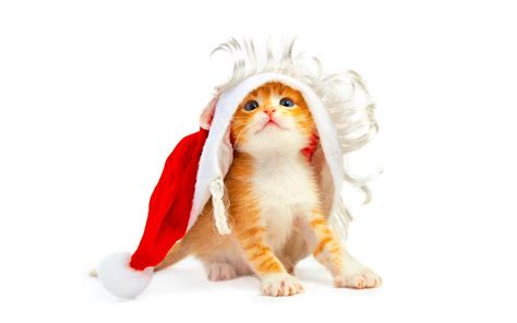 Funny Christmas Cat Hd Desktop Wallpaper Widescreen High Definition