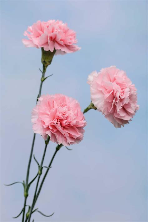10 Best Types Of Pink Flowers Us Garden Centers