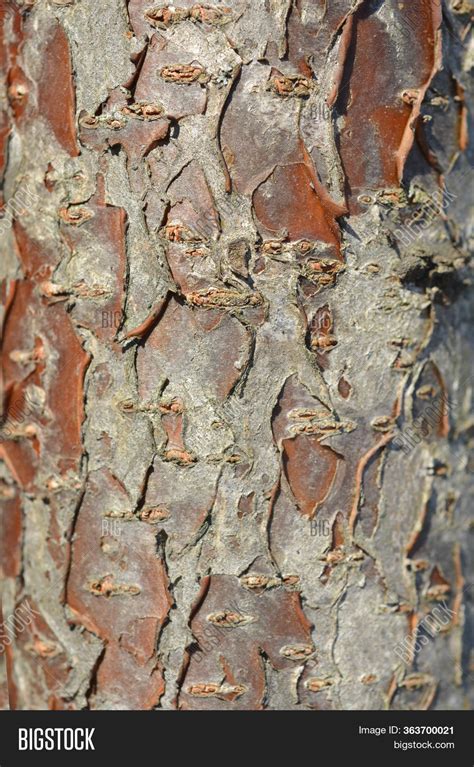 Staghorn Sumac Bark Image And Photo Free Trial Bigstock