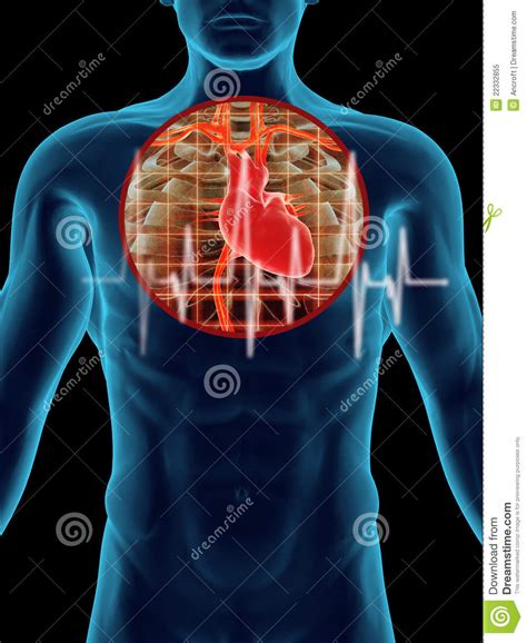Battement de coeur humain illustration stock. Illustration du ...