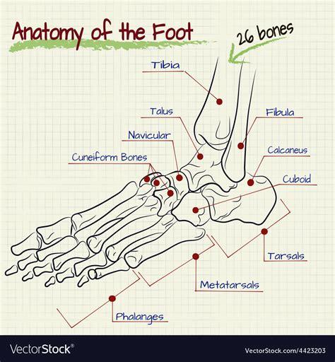 Structure Of The Human Foot Bone Royalty Free Vector Image