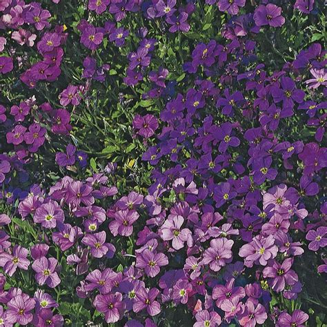 Purple Aubrieta Flowers Wallpapers Wallpaper Cave