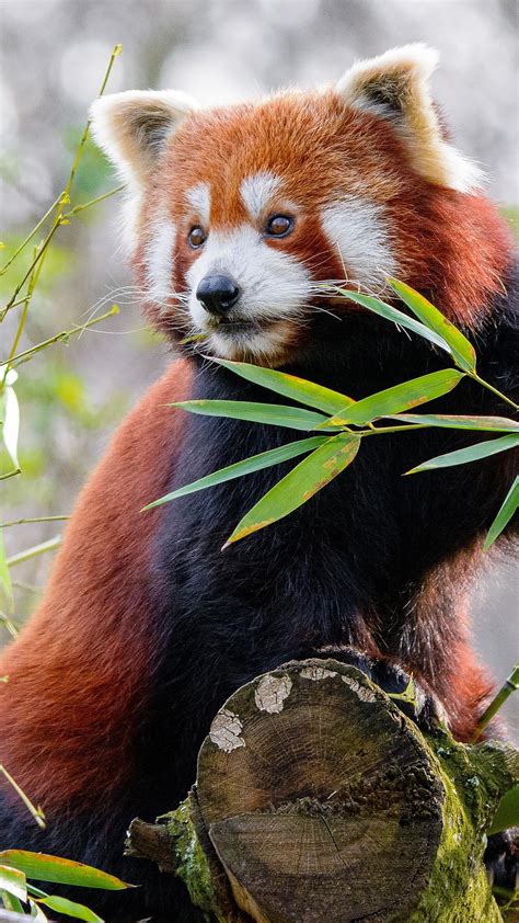 Animal Red Panda 4k Hd Wallpapers Hd Wallpapers Id 32703