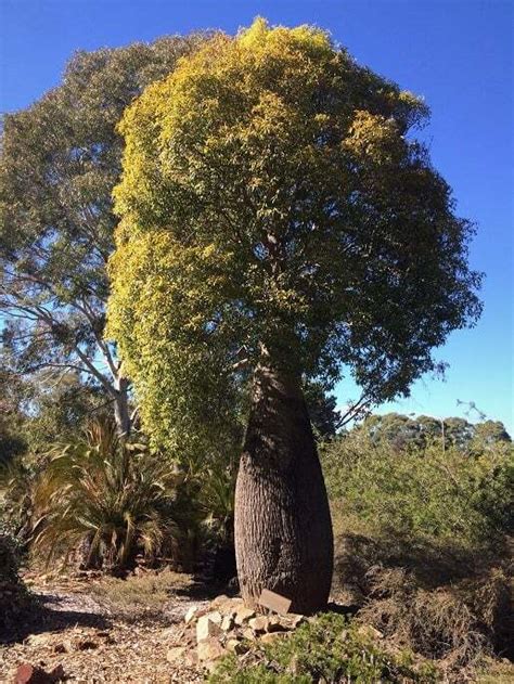 Plantfiles Pictures Brachychiton Species Australian Bottle Tree