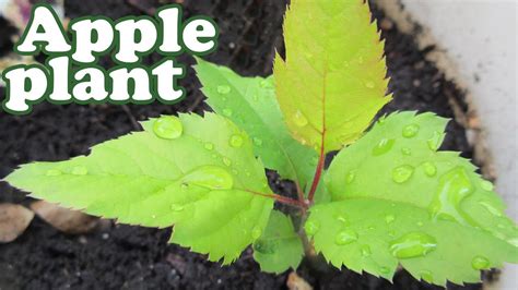 How To Grow An Apple Tree From Seed 2 Apple Tree Seedlings Apple