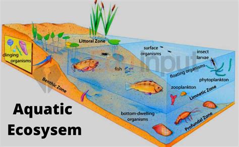 What Is An Aquatic Ecosystem Features Classification And Productivity