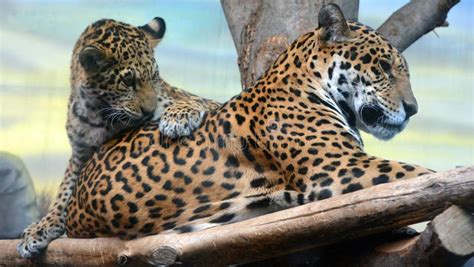 Jaguar Cub And Mom Is A Cat A Feline In The Panthera Genus Stock Image