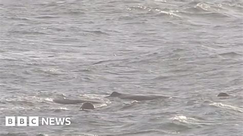 Sleepy Sperm Whales Spotted Off Isle Of Lewis Bbc News