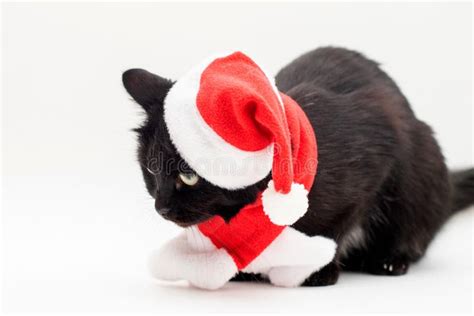 Black Cat In Santa Claus Costume Christmas Dress And Santa Claus Hat