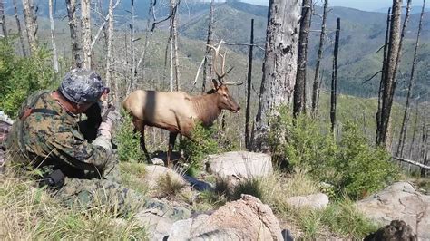 2016 Elk Bow Hunt New Mexico Youtube