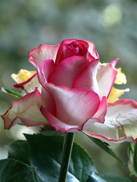 Most Beautiful Rose Flower Pictures Lo Bello De La Naturaleza Al Aire