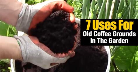 Once the berries are a deep blue and release easily when picked, they're ready for harvesting. 7 Uses For Old Coffee Grounds In The Garden
