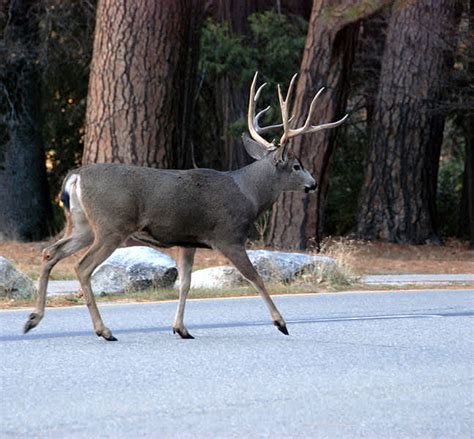 Hunters Called To Manage 2400 Destructive Mule Deer In Santa