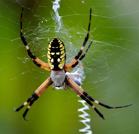 Is this some type of orb weaver? Yellow and Black Orb Weaver | Wildlife, Animals, Permaculture