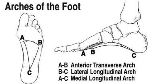 Arches Of Foot Introductiontypesfunction And Clinical Correlation