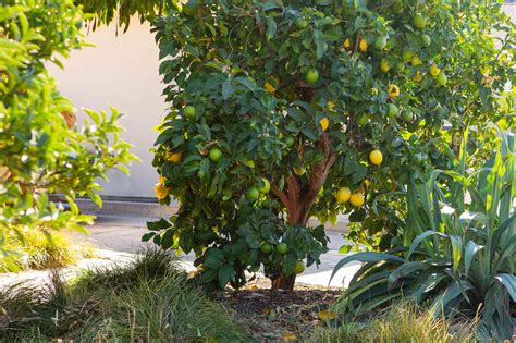 Meyer Lemon Tree Plant Care And Growing Guide