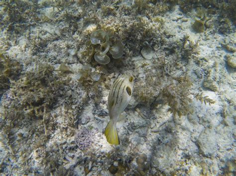 Striped Puffer Fish In Seaweeds Closeup Coral Reef Underwater Photo