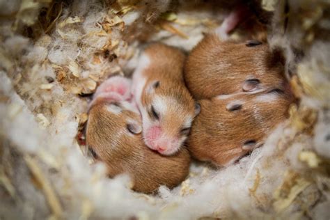 Roborovski Hamster Babies By Annicar On Deviantart