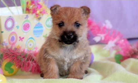 Cairn Terrier Puppies For Sale Denver Co 114940