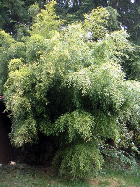 Bissetii is smaller, more hardy and the culms are a darker green than rubro. Nuda | Spreading Bamboo | Burnt Ridge Nursery & Orchards ...