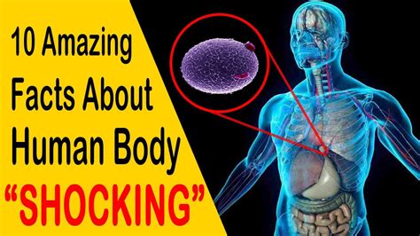 10 Amazing Facts About Human Body You Never Knew About Your Body Unknown Facts Facts Time