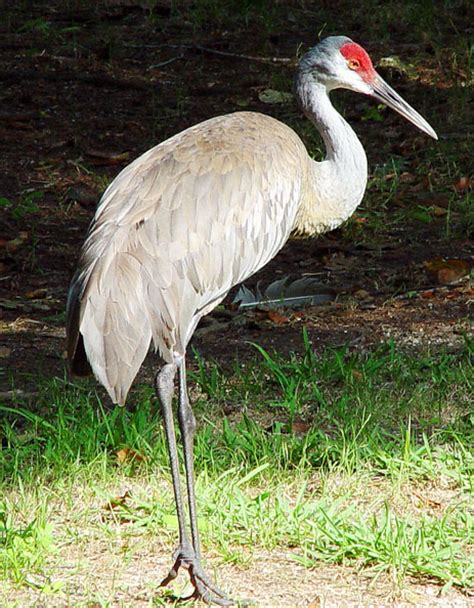 Download 3,600+ royalty free crane bird vector images. Sandhilll Crane - Florida eco travel guide