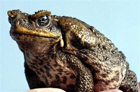 Gambar di bawah adalah antara haiwan pelik yang wujud dari seluruh dunia. Katak Baracun Punca Buaya Semakin Pupus
