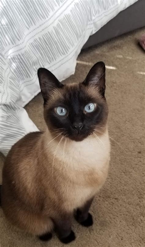 Houston Siamese Cats And Tonkinese Cats Houston Traditional Siamese