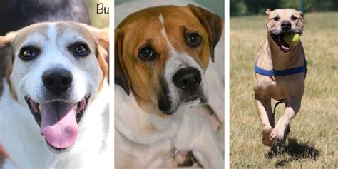 Usually known as the most difficult or most challenging part of adopting a pet, the adoption process is actually pretty easy once you get to know what to expect. 10 Great Places to Adopt a Dog in Southeast Michigan ...