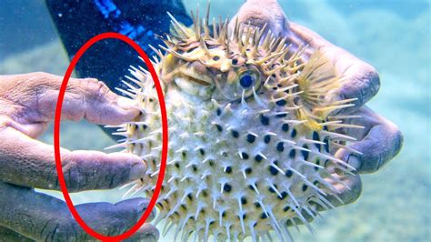 14 Most Poisonous Creatures Lurking Below Youtube
