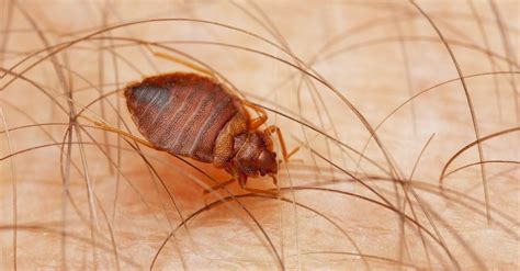 The Different Types Of Bed Bugs A Z Animals