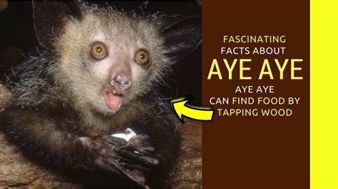 Aye Aye Animal Facts Aye Aye Animal Madagascar Youtube