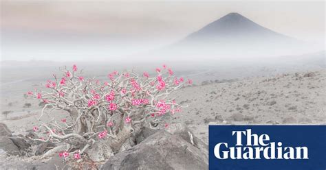 2020 Gdt European Wildlife Photographer Of The Year Winners Environment The Guardian