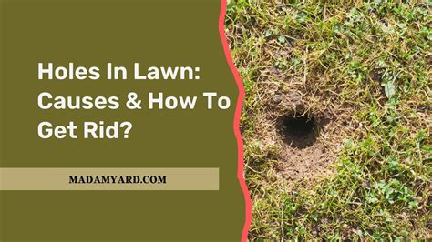Holes In Lawn Causes And How To Get Rid Madamyard