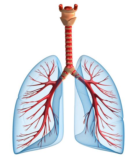 Die mukoviszidose ist eine erbkrankheit aus der gruppe der stoffwechselstörungen. Mukoviszidose (zystische Fibrose) - Symptome, Ursachen ...