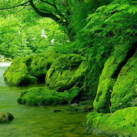 Custom 3d Photo Wallpaper Green Forest Natural Scenery