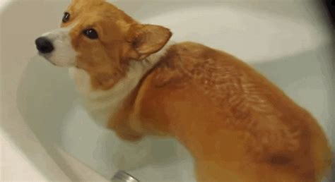 Stubborn Corgi Butt Cant Stop Floating In The Bathtub
