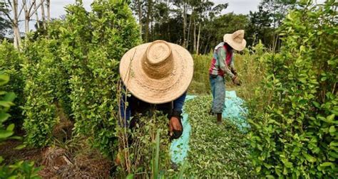 Colombia Dejará De Perseguir A Pequeños Cultivadores De Coca Y No Les Aplicará Erradicación