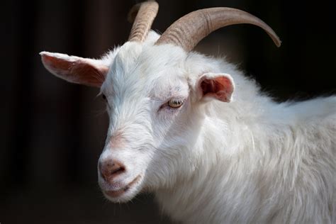 White Goat Free Stock Photo Public Domain Pictures
