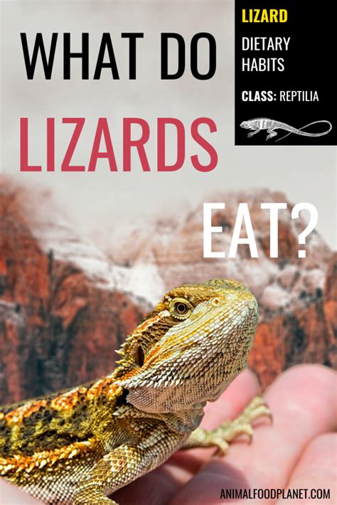 The Lizards Diet Wildcaptivity