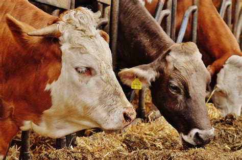 Fotos Gratis Granja Comida Ganado Pastar Vacas Toro Animales