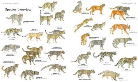 Secrets Of The Worlds 38 Species Of Wild Cats National Geographic