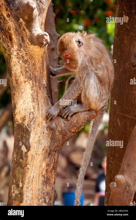 Short tailed macaque hi-res stock photography and images - Alamy