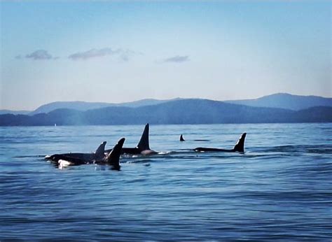 J Pod Orca Picture Of Wild Whales Vancouver Vancouver Tripadvisor