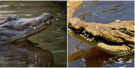 Alligator Vs Crocodile 10 Simple Differences More Reptiles