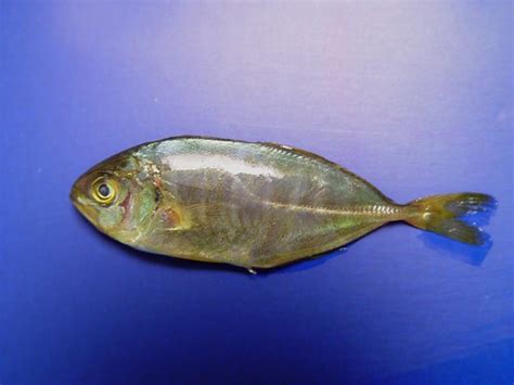 Fish4449 Older Banded Rudderfish Seriola Zonata Gulf Flickr