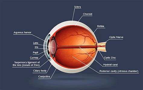 Eye Anatomy Eye Care Eye Health Annapolis Md