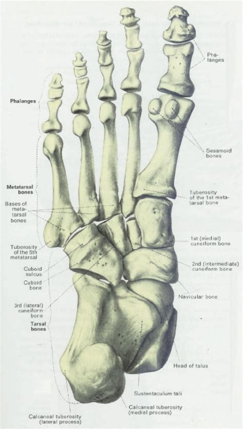 Plantar Aspect Of Foot Bones Slidedocnow