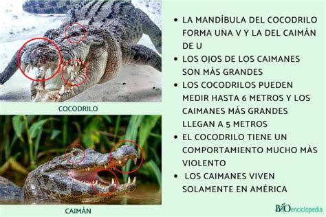 Diferencia Entre Cocodrilo Y Caimán Características E Imágenes